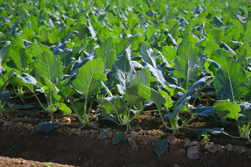 Field of cabbage kohlrabi.