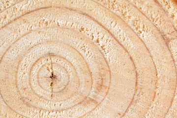 Growth rings of a pine tree, close up, Pinus strobus