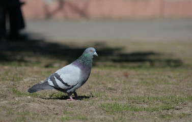 Dove in the city park .