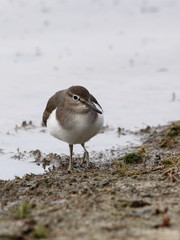 Andarríos chico, Actitis hypoleucos 3