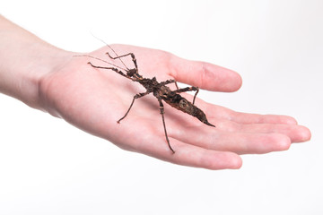 Phasmatodea - stick insect on human hand