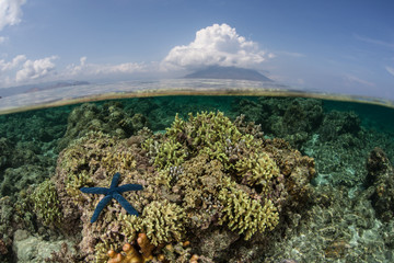 Starfish, Reef, and Volcano