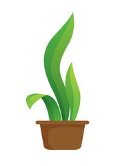 Plant in Pot