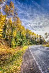 Naklejka premium Aspens on a Country Road