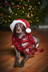 dog wearing a Santa hat
