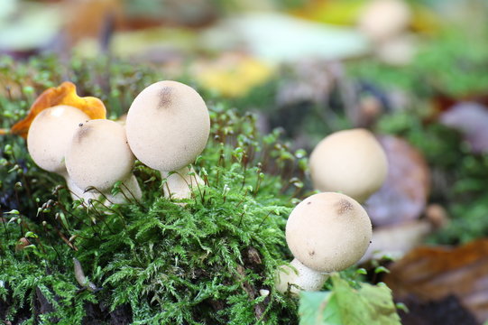 Pear-shaped puffballs (Lycoperdon pyriforme) in moss