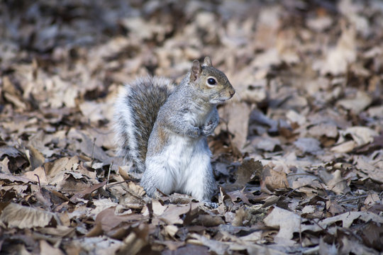 Grey Squirrel