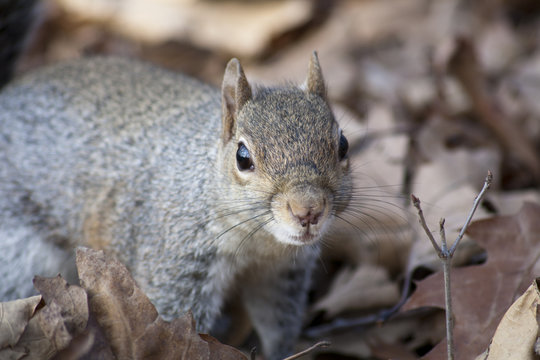 Grey Squirrel