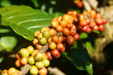 Vietnam coffee tree, coffee bean