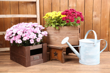 Chrysanthemum bushes in wooden boxes on wooden wall background