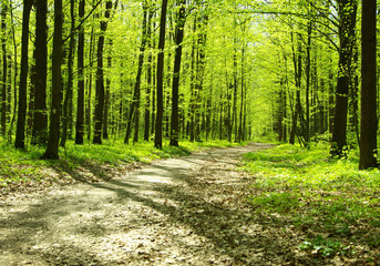 Fototapeta premium forest