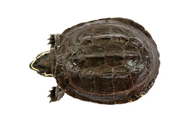 turtle on white background