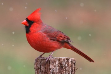 Obraz premium Cardinal In Snow