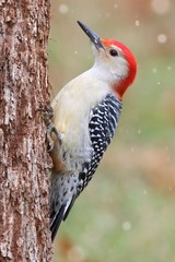 Woodpecker on a tree trunk