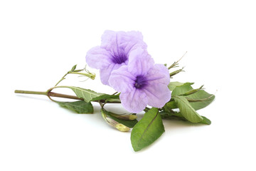 Purple Ruellia tuberosa flower on white background