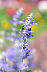 Mealy Cap Sage or Blue Salvia (Salvia farinacea Benth.) in Bright Sunlight.