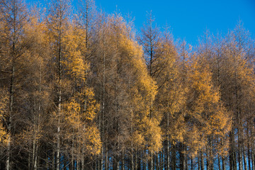 色付いたカラマツ林