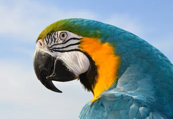Foto op Plexiglas Blue and Gold Macaw © bijoustarr