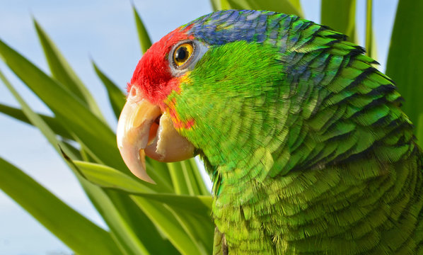 Mexican Red Headed Amazon