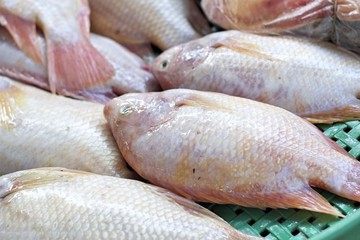 Fresh fish  in the market