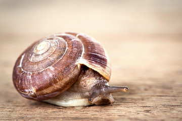 snail on the table