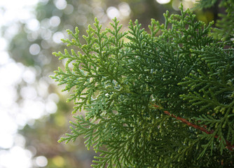 Fototapeta na wymiar Leaves of pine tree and blur background