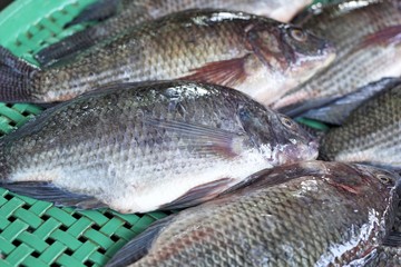 Fresh fish  in the market