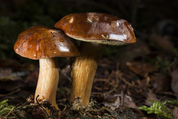 Steinpilze am Waldboden