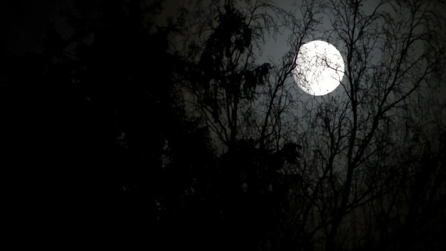 Full moon at a night leafless forest.