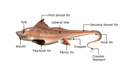 Chimaera