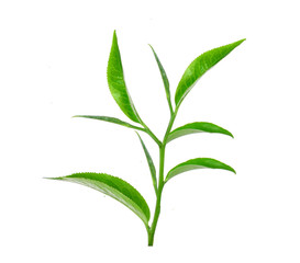 Tea leaves with white background