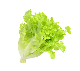 Green oak leaf with white background