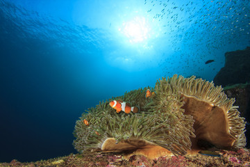 Nemo fish (Clownfish Anemonefish)