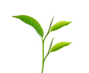 Tea leaves with white background