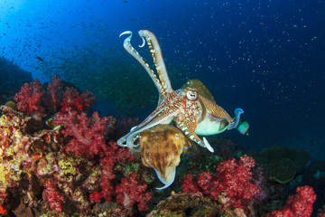 Cuttlefish pair sex mating
