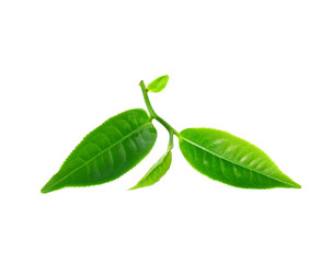 Tea leaves with white background