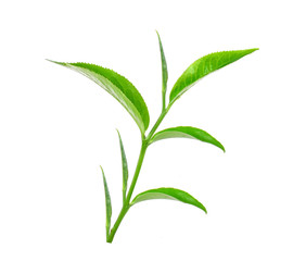 Tea leaves with white background