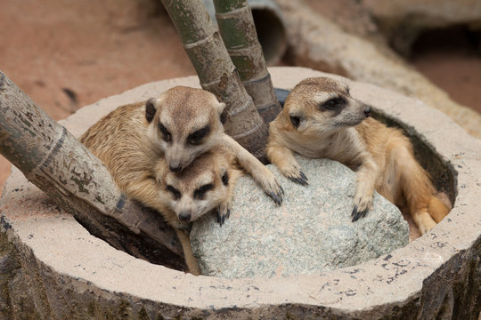 meerkat animal group