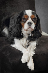chien cavalier king charles tricolore