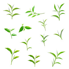 Tea leaves with white background