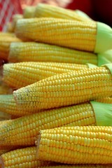 Sweet corn in the market