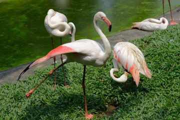 Group of a greater flamingo