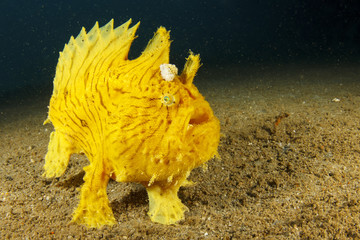 Obraz premium Shaggy Frogfish (Anglerfish)