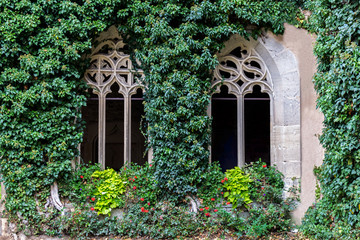 Fototapeta na wymiar antique white arched window with climbing plants