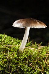 Pilz im grünen Moos