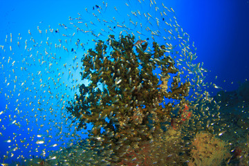 Fototapeta na wymiar Black Coral and Glassfish