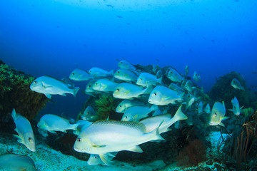 School Silver Sweetlips fish underwater on coral reef