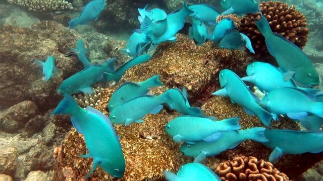 Papageifische im Schwarm am Riff