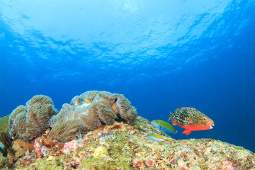 Coral and Fish underwater
