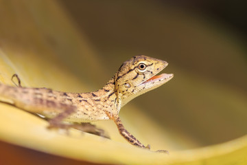 Lizard on tree leaf